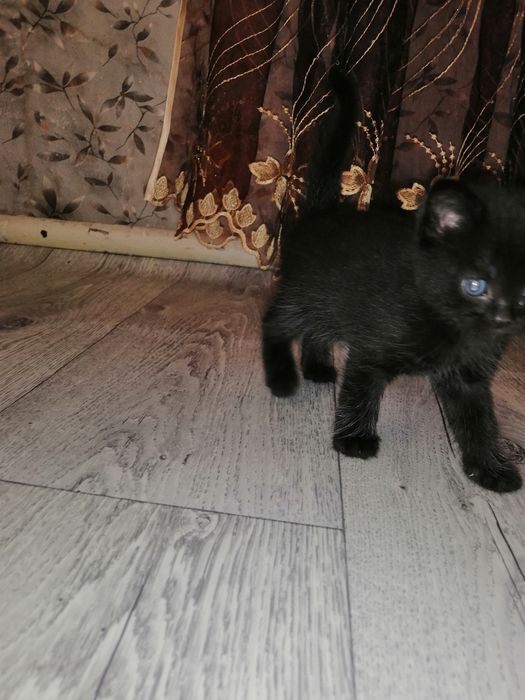 Отдам котят, отдам котят