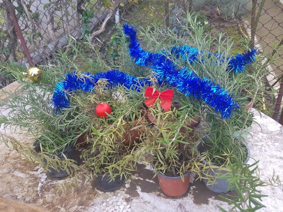 Tarhon, rozmarin, menta, patrunjel verde, feriga verde