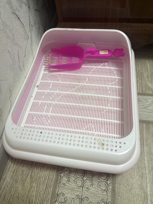 mushuk Кошка девочка СРОЧНО