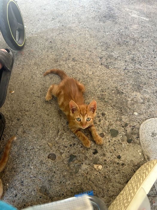 Осинови котета,
