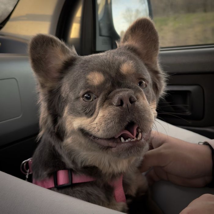 Френски булдог Флъфи .