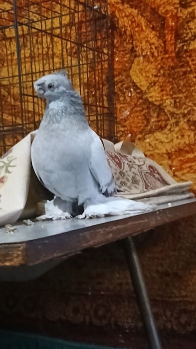 Пепельный самец  возраст 8 месяцев