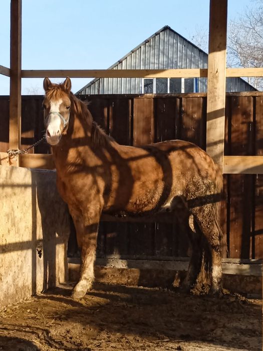 Продам коня 2,5года