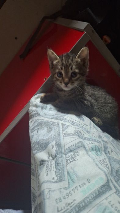 Отдам котят в добрые хорошие руки