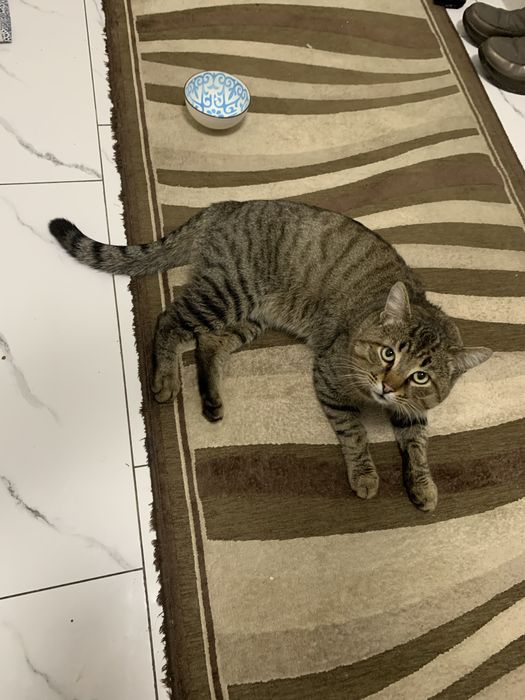 Кот ищет семью СРОЧНО