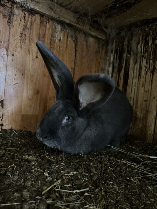 Vand iepuri . Rasa Fluture Gernam si Belgian Albastru