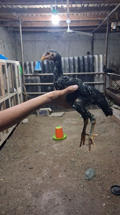 Мартиски чужалар сотувда