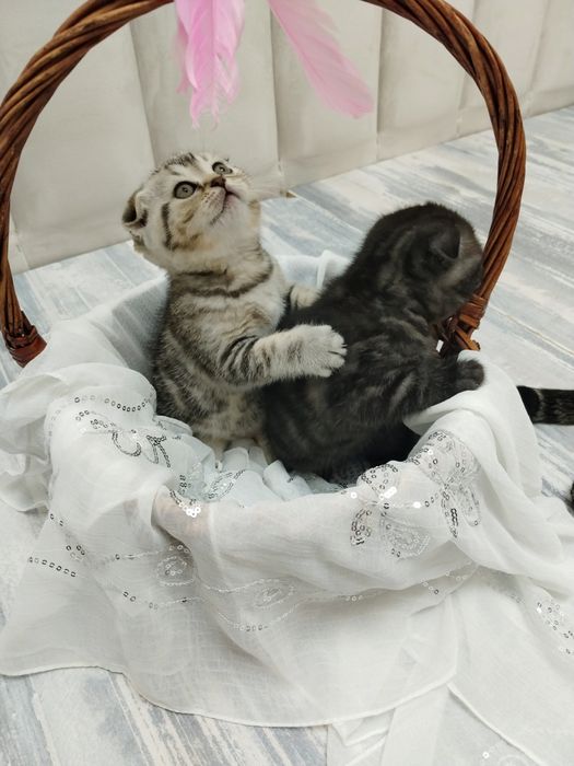 Котята шотландские   50000  т.