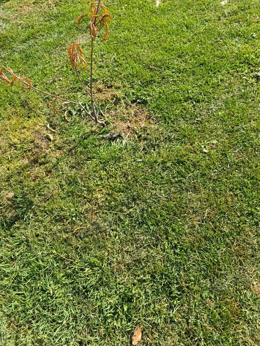 Персик топ свит т5