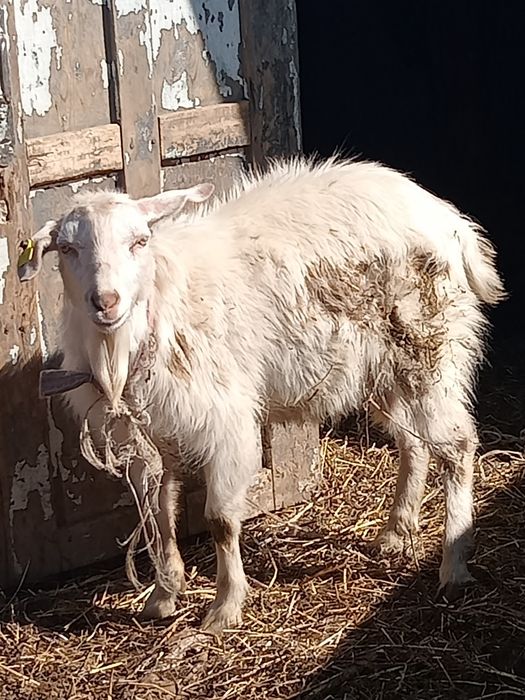 Тоқал теке сатылады!