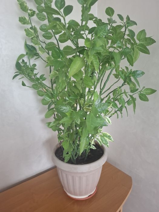 Продам комнатное растение Педилантус (шикарный пышный куст)