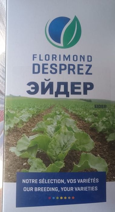 Продам семена сахарной свеклы