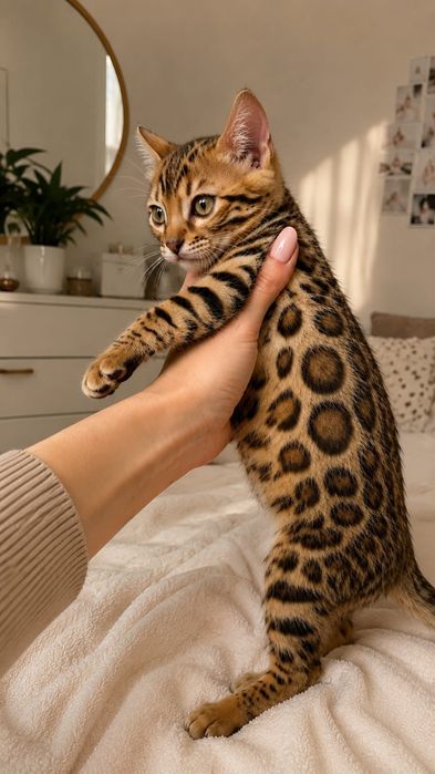 Бенгальский котенок
