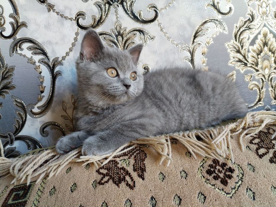 Скоттиш страйт угил