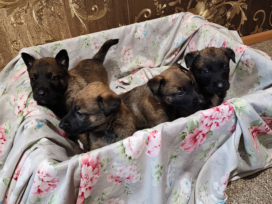 Щенки Бельгийской овчарки