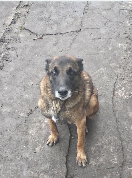 Белгийски овчарки