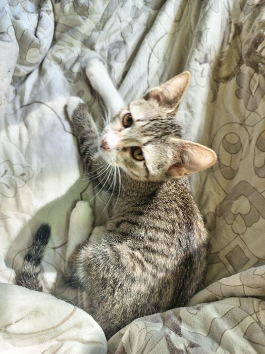 Котёнок в добрые руки