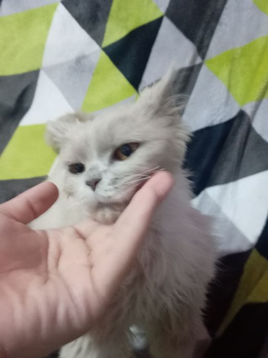 Кошка породистая