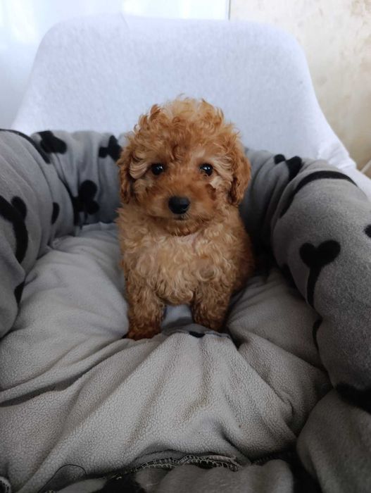 Пудел момичета .