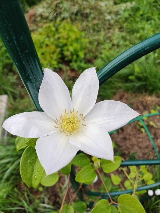 Дача 6 соток, с/т Дружба-1