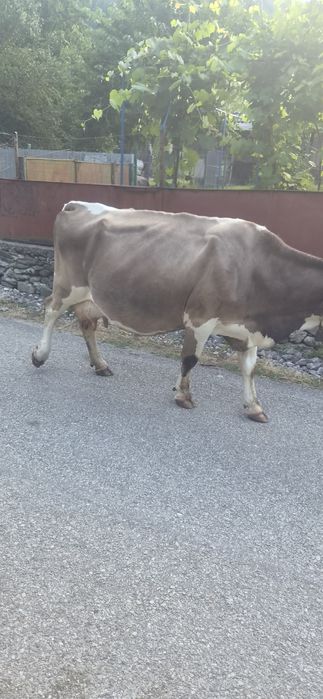 Vand  vaca cu vitel  Preț 13000 ley