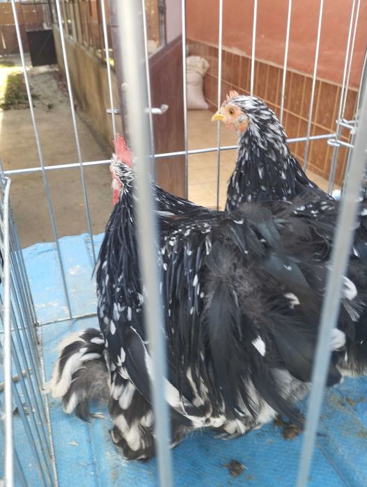 Vând Fazani / găini / porumbei de rasa