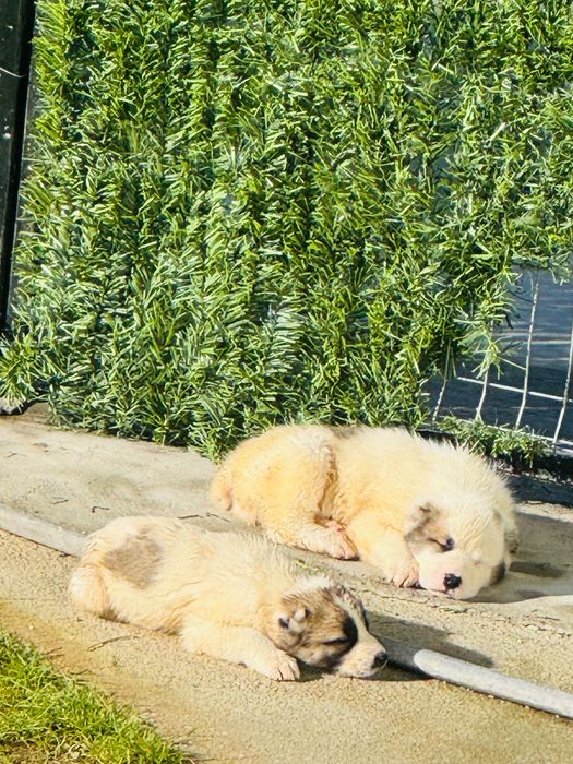 Продавам кученца алабай на 66 дни!готови за нови стопани!