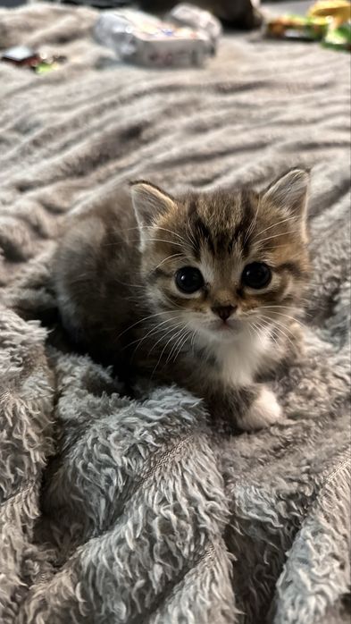 Отдам котят в добоые руки