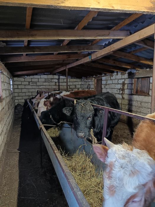 Быки Тёлоки 450000тенге 18голов