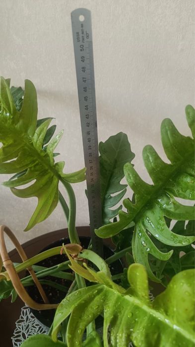 Филадендрон Золотой  Крокодил