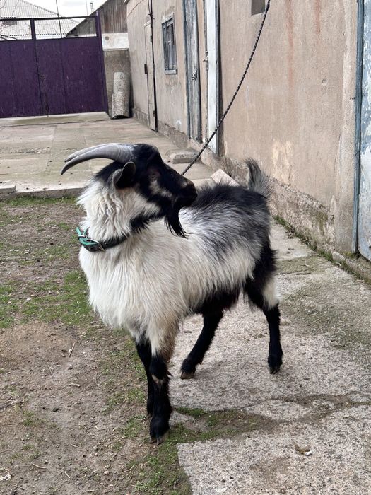 Альпийский теке сатылады