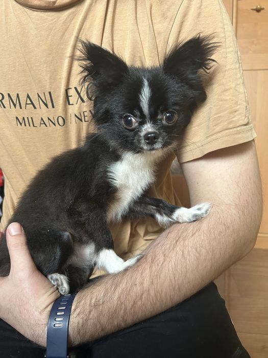 Продам чихуахуа мини 10 месяцев