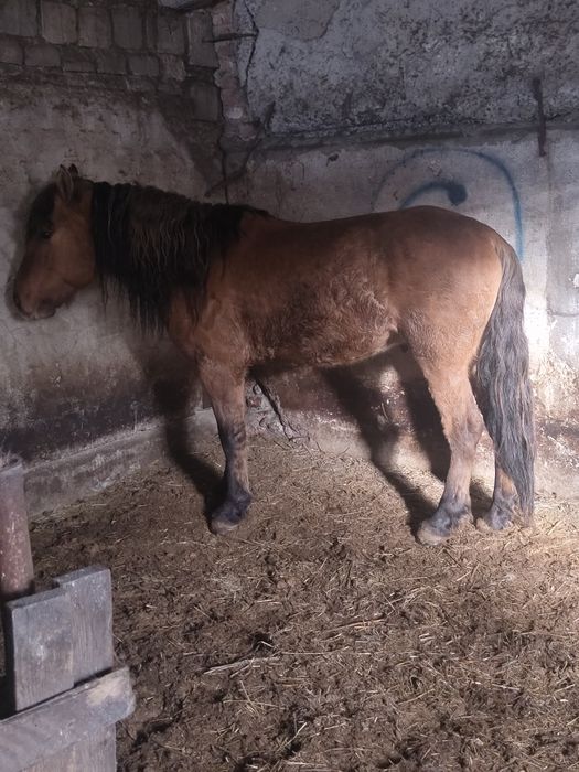 продам муғалжара либо обмен на бие