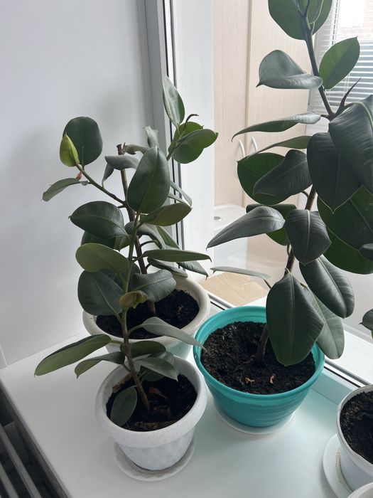 Продам цветы  фикус фикус