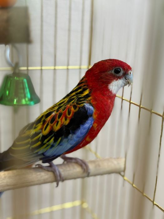 Попугай Розелла , где-то 6 месяцев , очень красивый
