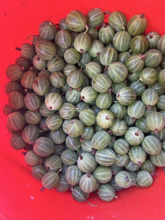 Продам дачный крыжовник