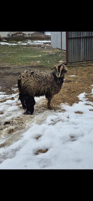 Ешкі лағымен сатылады-Коза с козлятами продается