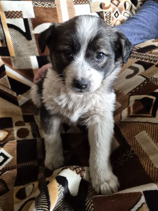 Щенки Даром сторожевой собаки