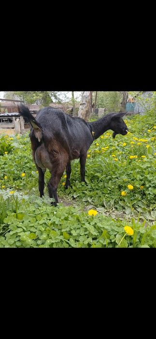 Коза Альпийская 1 окот