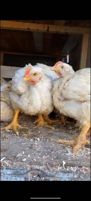 Vând pui albi de carne și rasă mixtă