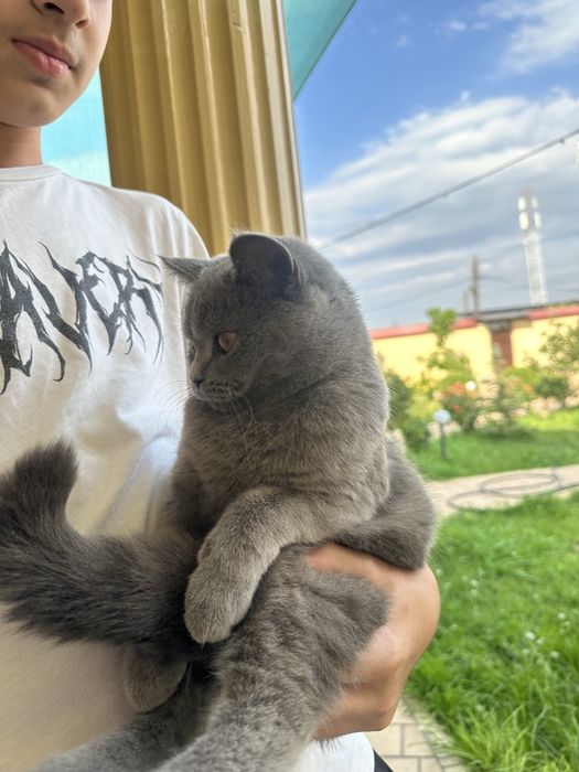 Мушук Скоттиш страйт