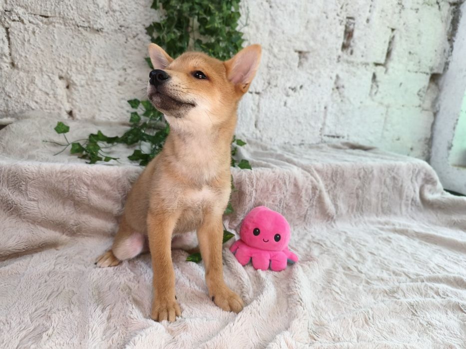 Vand baietel Shiba Inu