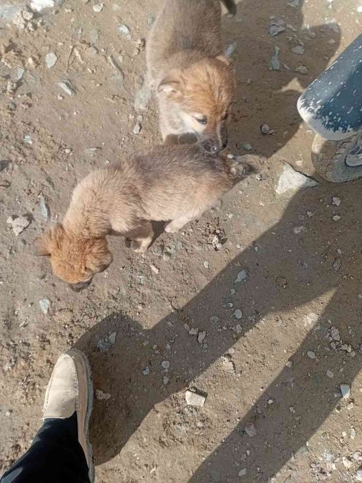 4 та кучукча хадияга