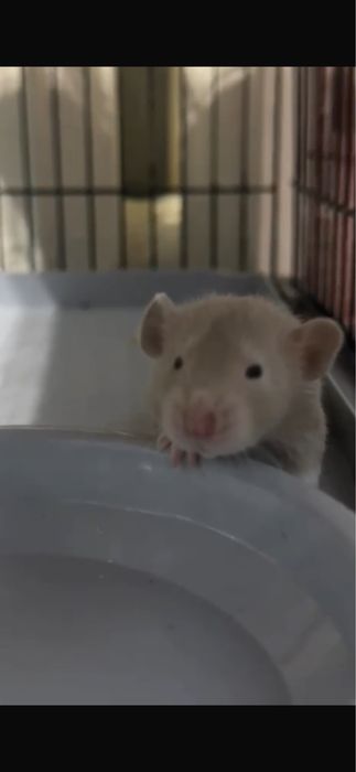 Продам декоративных крысят