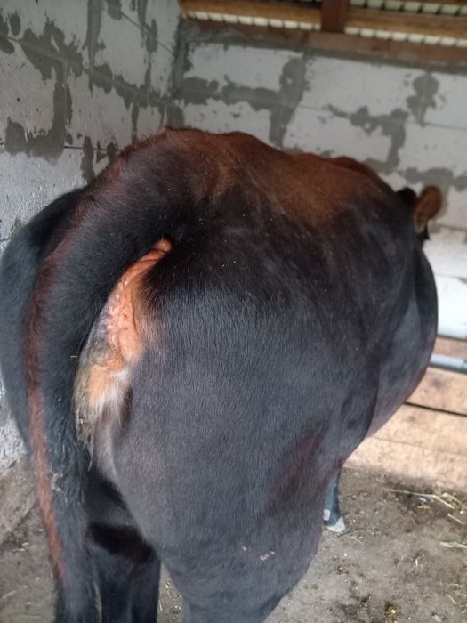 De vânzare junica Angus, grasa, frumoasa calitatea I. Preț 8500 lei. Junica are aprox. 450 kg și foarte bine întreținută ca la ferma.