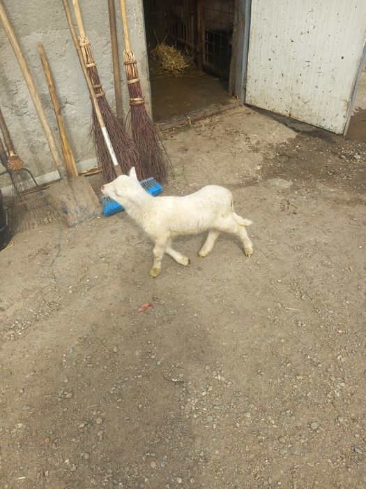 Vând un miel de 2 săptămâni