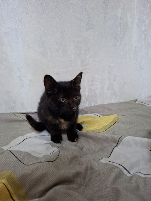 Котята ищят своего хозяина
