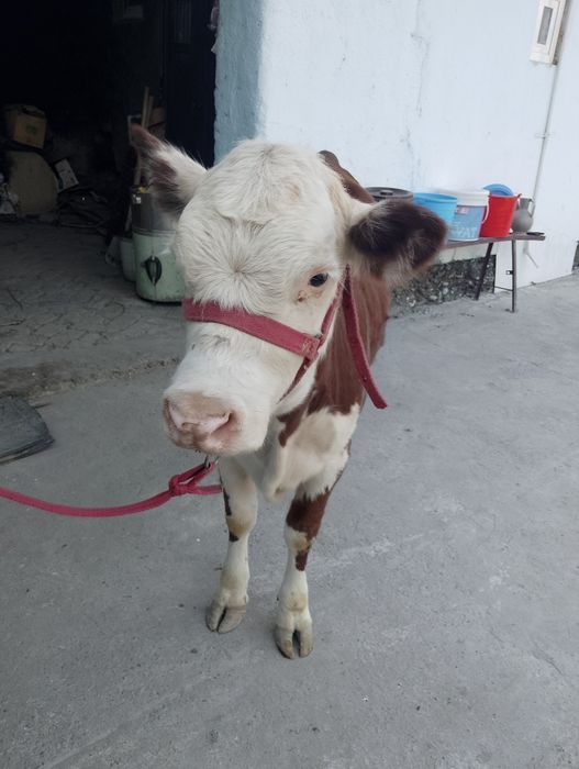 Парода ургочи сотилади