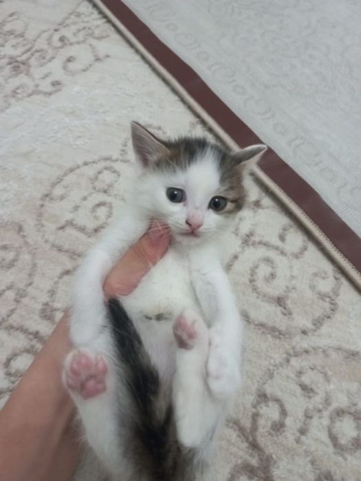 Отдам в добрые руки котят