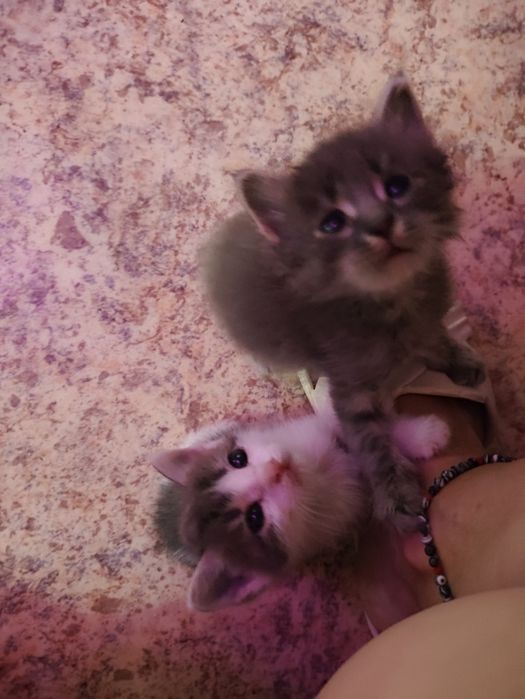 Отдам котят в добрые руки